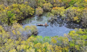 Rừng ngập mặn Rú Chá vào mùa thay lá